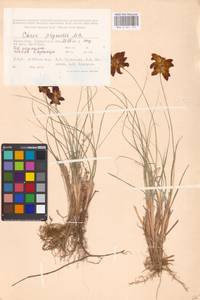 Carex physodes M.Bieb., Middle Asia, Caspian Ustyurt & Northern Aralia (M8) (Kazakhstan)