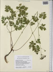 Physospermum cornubiense (L.) DC., Western Europe (EUR) (Bulgaria)