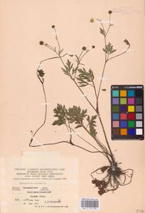 Ranunculus repens L., Eastern Europe, North Ukrainian region (E11) (Ukraine)