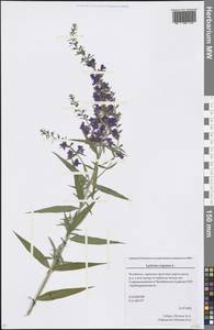 Lythrum virgatum L., Eastern Europe, Eastern region (E10) (Russia)