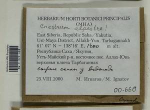 Cnestrum alpestre (Wahlenb.) Nyholm, Bryophytes, Bryophytes - Yakutia (B19) (Russia)