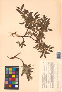 Salix divaricata Pall., Siberia, Altai & Sayany Mountains (S2) (Russia)