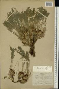 Astragalus dolichophyllus Pall., Eastern Europe, South Ukrainian region (E12) (Ukraine)