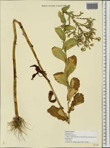 Lactuca sativa L., Eastern Europe, North-Western region (E2) (Russia)