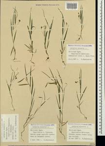 Lathyrus nissolia L., Crimea (KRYM) (Russia)