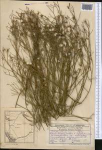 Chondrilla brevirostris Fisch. & C. A. Mey., Middle Asia, Caspian Ustyurt & Northern Aralia (M8) (Kazakhstan)