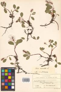 Salix reticulata L., Siberia, Russian Far East (S6) (Russia)