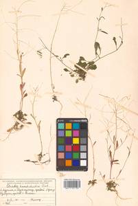 Arabidopsis lyrata subsp. kamchatica (Fisch. ex DC.) O'Kane & Al-Shehbaz, Siberia, Russian Far East (S6) (Russia)