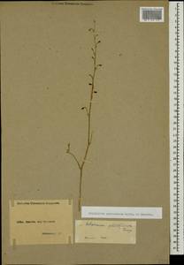 Delphinium cyphoplectrum subsp. pallidiflorum (Freyn) Rottenst., Caucasus, Armenia (K5) (Armenia)