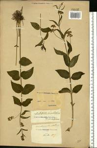 Vincetoxicum hirundinaria Medik., Eastern Europe, North Ukrainian region (E11) (Ukraine)