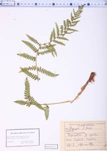 Dryopteris filix-mas (L.) Schott, Siberia, Altai & Sayany Mountains (S2) (Russia)