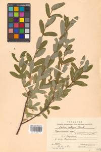 Salix integra Thunb., Siberia, Russian Far East (S6) (Russia)