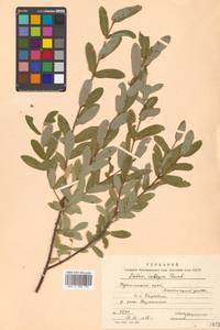 Salix integra Thunb., Siberia, Russian Far East (S6) (Russia)