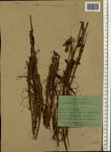 Cuscuta epithymum (L.) L., Eastern Europe, Belarus (E3a) (Belarus)