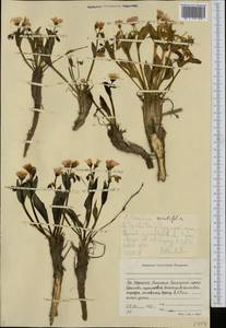 Claytonia acutifolia Pall. ex Willd., Siberia, Yakutia (S5) (Russia)