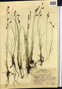 Carex limosa L., Siberia, Russian Far East (S6) (Russia)