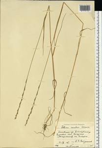 Lolium remotum Schrank, Eastern Europe, Moscow region (E4a) (Russia)