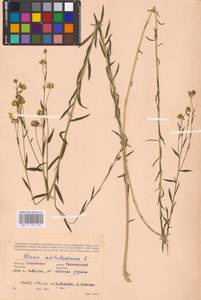 Linum usitatissimum L., Eastern Europe, Western region (E3) (Russia)