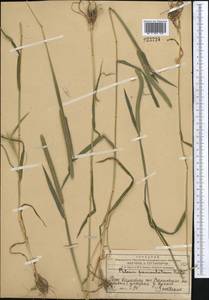 Phleum paniculatum Huds., Middle Asia, Western Tian Shan & Karatau (M3) (Kazakhstan)