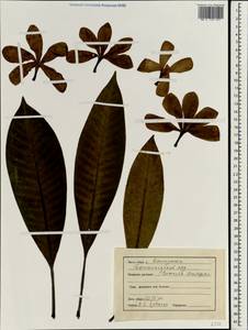 Plumeria rubra L., South Asia, South Asia (Asia outside ex-Soviet states and Mongolia) (ASIA) (India)