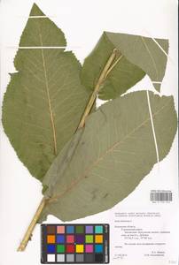 Inula helenium L., Eastern Europe, Central region (E4) (Russia)