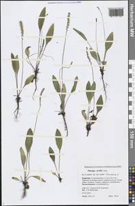 Plantago urvillei Opiz, Siberia, Baikal & Transbaikal region (S4) (Russia)