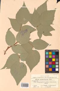 Rubus idaeus subsp. melanolasius Focke, Siberia, Russian Far East (S6) (Russia)