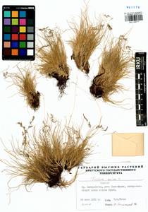 Festuca ovina L., Siberia, Baikal & Transbaikal region (S4) (Russia)