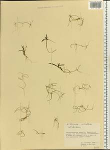 Littorella uniflora (L.) Asch., Eastern Europe, North-Western region (E2) (Russia)