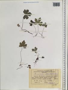 Ranunculus propinquus subsp. subborealis (Tzvelev) Kuvaev, Siberia, Russian Far East (S6) (Russia)