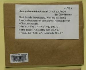 Brachythecium buchananii (Hook.) A. Jaeger, Bryophytes, Bryophytes - Russian Far East (excl. Chukotka & Kamchatka) (B20) (Russia)