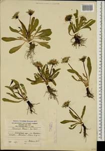 Taraxacum stevenii (Spreng.) DC., Caucasus, South Ossetia (K4b) (South Ossetia)