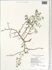 Fagonia cretica L., Africa (AFR) (Spain)