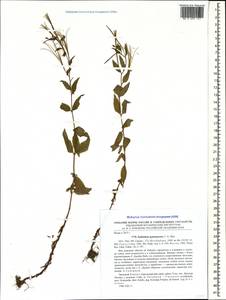 Epilobium gemmascens C. A. Mey., Caucasus, Krasnodar Krai & Adygea (K1a) (Russia)