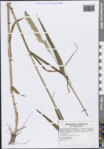 Phalaris arundinacea L., Siberia, Russian Far East (S6) (Russia)