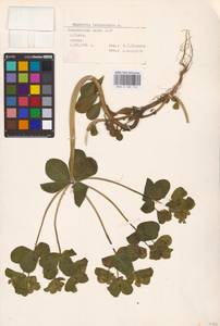 Euphorbia helioscopia L., Eastern Europe, North-Western region (E2) (Russia)