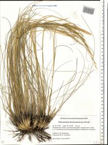 Helictotrichon desertorum (Less.) Pilg., Eastern Europe, Eastern region (E10) (Russia)