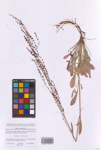 Rumex acetosella L., Eastern Europe, Moscow region (E4a) (Russia)
