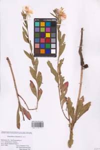 Oenothera biennis L., Eastern Europe, Western region (E3) (Russia)