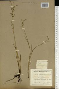 Juncus articulatus L., Eastern Europe, North Ukrainian region (E11) (Ukraine)