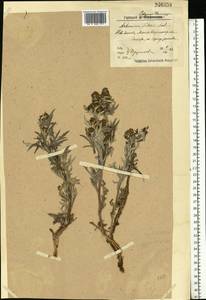 Artemisia tilesii Ledeb., Eastern Europe, Northern region (E1) (Russia)
