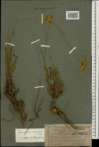 Tanacetum canescens DC., Caucasus, Azerbaijan (K6) (Azerbaijan)