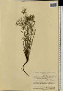 Euphorbia cyparissias L., Eastern Europe, North-Western region (E2) (Russia)