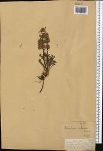 Pedicularis violascens Schrenk ex Fisch. & C.A. Mey., Middle Asia, Dzungarian Alatau & Tarbagatai (M5) (Kazakhstan)