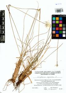 Eriophorum vaginatum L., Siberia, Baikal & Transbaikal region (S4) (Russia)