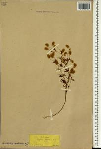 Trifolium affine C.Presl, South Asia, South Asia (Asia outside ex-Soviet states and Mongolia) (ASIA) (Turkey)