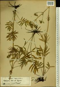 Valeriana rossica P. A. Smirn., Eastern Europe, Central forest-and-steppe region (E6) (Russia)