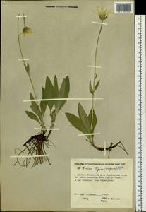 Arnica angustifolia subsp. iljinii (Maguire) I. K. Ferguson, Siberia, Yakutia (S5) (Russia)