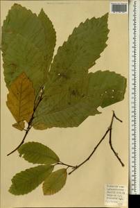 Castanea sativa Mill., Africa (AFR) (Spain)