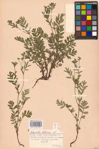 Sibbaldianthe bifurca subsp. bifurca, Eastern Europe, Moscow region (E4a) (Russia)